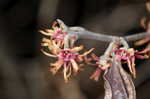 Ozark witch-hazel